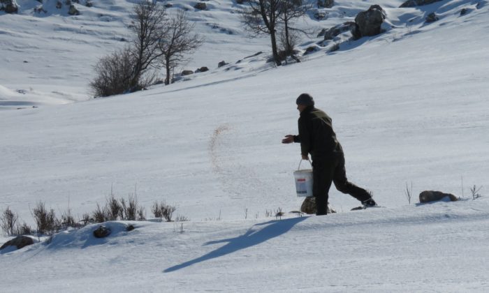 Kayseri Doğa Koruma ve Milli Parklar Müdürlüğü Yemleme Çalışmaları